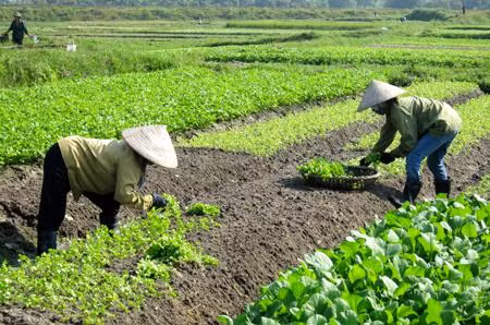 Năm 2030, thu nhập của người dân nông thôn cao hơn 2 lần năm 2020. Ảnh minh họa: quangninh.gov.vn