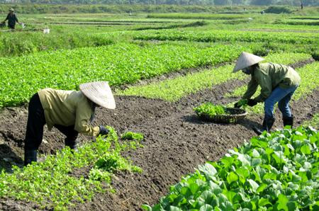 Năm 2030, thu nhập của người dân nông thôn cao hơn 2 lần năm 2020. Ảnh minh họa: quangninh.gov.vn Năm 2030, thu nhập của người dân nông thôn cao hơn 2 lần năm 2020. Ảnh minh họa: quangninh.gov.vn