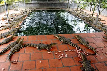 Nuôi thú độc, lạ Nuôi chó Tây, chim hiếm, cá cảnh độc… giờ đây đã không còn thể hiện được đẳng cấp nữa. Đại gia bây giờ là phải nuôi trăn khổng lồ, rắn cực độc, gấu, hổ, cá sấu… Các đại gia đua nhau săn lùng những con thú lạ, thú độcTrong nước không có thì đánh mối bên Lào, Campuchia, Ấn Độ… làm sao càng dữ, càng “độc” thì mới thể hiện được đẳng cấp. Nhiều đại gia chấp nhận ra ngoại ô, cất biệt thự vườn, mở trang trại mini và tậu cho được những con thú lạ Với danh sách những “vật nuôi” kể trên, con số trăm triệu đồng phải bỏ ra là điều không khó tưởng tượng, đó là chưa kể đến các khoản chuồng trại, thức ăn và một đội ngũ chăm sóc, trông nom, dạy dỗ “thú cưng”… đi kèm.