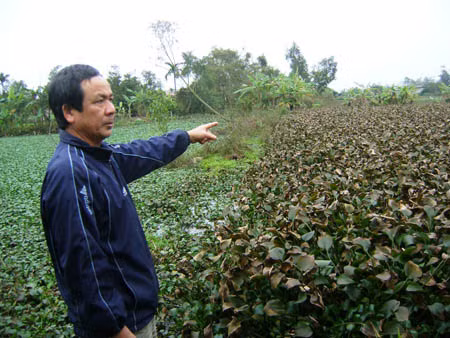 Trang trại của ông Khả hiện trở thành nơi khu trú và phát triển tự do của bèo tây