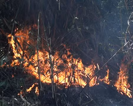 Nguyên nhân gây cháy rừng là do sự bất cẩn của người dân khi sử dụng lửa gây cháy lan