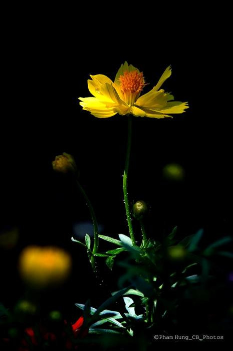 Nhẹ nhàng nắng sớm Nắng rung rinh trong vườn Hoa đang cười thương, thật thương Hoa cười (Tác giả: Phạm Hùng) Nhẹ nhàng nắng sớm Nắng rung rinh trong vườn Hoa đang cười thương, thật thương Hoa cười (Tác giả: Phạm Hùng)