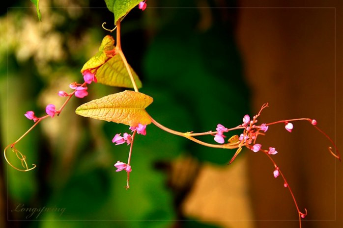 Vươn lên đón nắng (Tác giả: Long Spring) Vươn lên đón nắng (Tác giả: Long Spring)