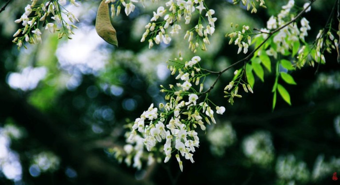 Đủ cho ai nhung nhớ một thời Đủ cho ai say đắm một đời Chào Sưa nhé, chờ mùa Sưa nở lại ... Hoa Sữa (Tác giả: Tieu Long) Đủ cho ai nhung nhớ một thời Đủ cho ai say đắm một đời Chào Sưa nhé, chờ mùa Sưa nở lại ... Hoa Sữa (Tác giả: Tieu Long)