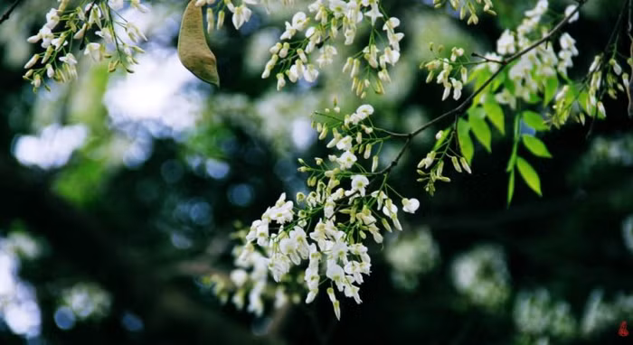 Đủ cho ai nhung nhớ một thời Đủ cho ai say đắm một đời Chào Sưa nhé, chờ mùa Sưa nở lại ... Hoa Sữa (Tác giả: Tieu Long) Đủ cho ai nhung nhớ một thời Đủ cho ai say đắm một đời Chào Sưa nhé, chờ mùa Sưa nở lại ... Hoa Sữa (Tác giả: Tieu Long)