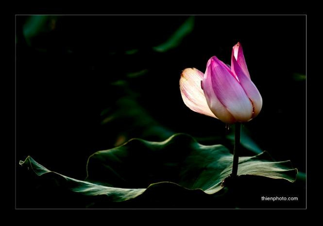 Nàng xuân áo lụa cánh sen Tựa vai trễ tóc thơm nồng vấn vương Nắng và Sen (Tác giả Thiện CR) Nàng xuân áo lụa cánh sen Tựa vai trễ tóc thơm nồng vấn vương Nắng và Sen (Tác giả Thiện CR)