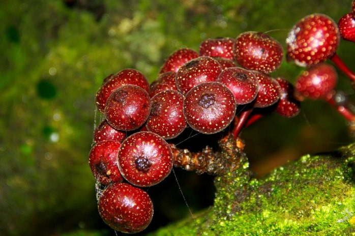 Đỏ mọng (Tác giả: Long Spring) Đỏ mọng (Tác giả: Long Spring)