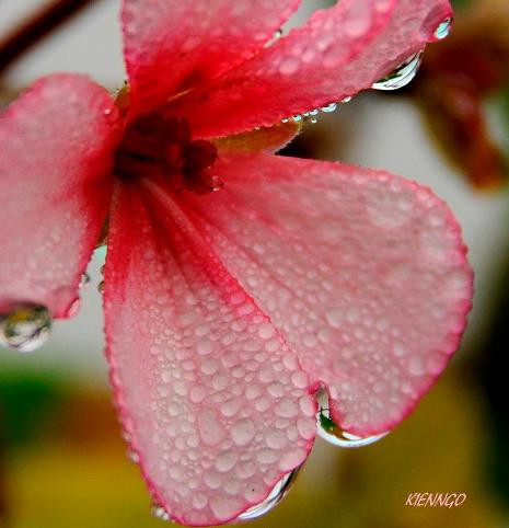 Như giọt sương mai đón nắng hồng Trọn đêm ướp lá giữa trời trong Vương giọt sương mai ( Tác giả:Kien Ngo Trung) Như giọt sương mai đón nắng hồng Trọn đêm ướp lá giữa trời trong Vương giọt sương mai ( Tác giả:Kien Ngo Trung)