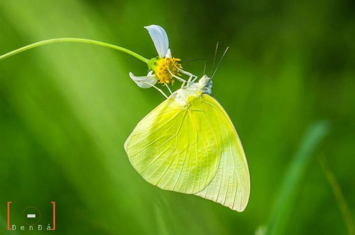 Rong chơi phiêu lãng giữa trời Cho tôi ngớ ngẩn cuộc đời tình si Lai gần bướm lại bay đi... Nặng trĩu (Tác giả: Đen Đá) Rong chơi phiêu lãng giữa trời Cho tôi ngớ ngẩn cuộc đời tình si Lai gần bướm lại bay đi... Nặng trĩu (Tác giả: Đen Đá)