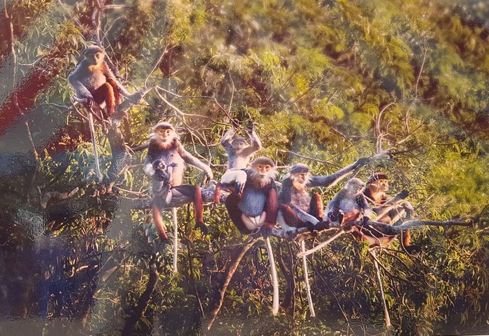 Tại bán đảo Sơn Trà - Đà Nẵng, quần thể loài này có khoảng 300 cá thể. Chúng sống theo gia đình, trung bình từ 5 - 7 thành viên, ở các tầng tán cao của rừng... Tại bán đảo Sơn Trà - Đà Nẵng, quần thể loài này có khoảng 300 cá thể. Chúng sống theo gia đình, trung bình từ 5 - 7 thành viên, ở các tầng tán cao của rừng...