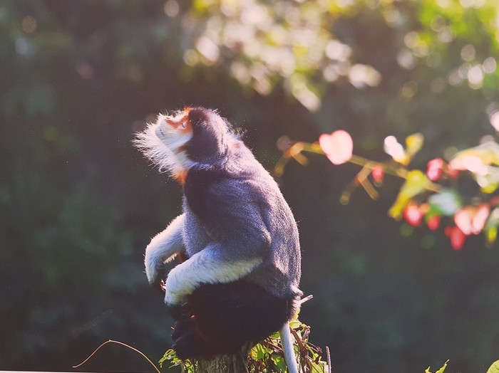 Với mục đích đưa bán đảo tuyệt đẹp này phục vụ ngày một nhiều hơn cho phát triển kinh tế, chính quyền thành phố đã tiến hành quy hoạch, đầu tư xây dựng cơ sở hạ tầng, phát triển các khu du lịch, các công trình lấn sông, lấn biển làm thay đổi cảnh quan sinh thái, phá vỡ nơi cư trú của các loài sinh vật; sự xâm lấn của các loài sinh vật ngoại lai ảnh hưởng đến các quần thể động vật, thực vật bản địa; ô nhiễm môi trường và biến đổi khí hậu; khai thác quá mức tài nguyên thiên nhiên Với mục đích đưa bán đảo tuyệt đẹp này phục vụ ngày một nhiều hơn cho phát triển kinh tế, chính quyền thành phố đã tiến hành quy hoạch, đầu tư xây dựng cơ sở hạ tầng, phát triển các khu du lịch, các công trình lấn sông, lấn biển làm thay đổi cảnh quan sinh thái, phá vỡ nơi cư trú của các loài sinh vật; sự xâm lấn của các loài sinh vật ngoại lai ảnh hưởng đến các quần thể động vật, thực vật bản địa; ô nhiễm môi trường và biến đổi khí hậu; khai thác quá mức tài nguyên thiên nhiên