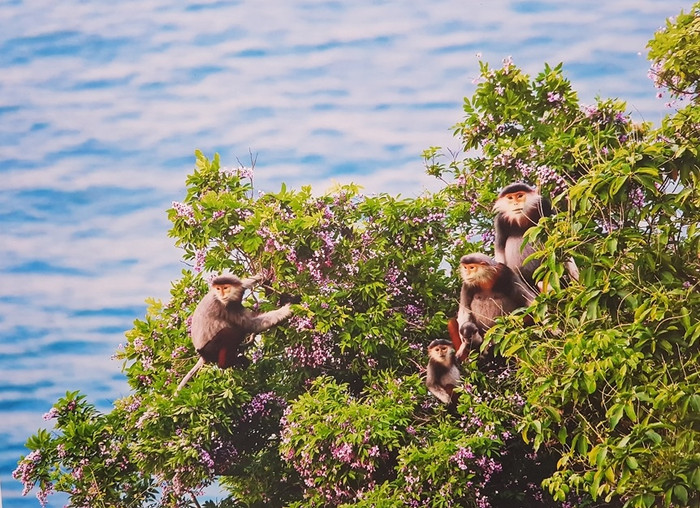 ...đó là hãy chung tay bảo vệ Vọoc chà vá chân nâu - một báu vật mà thiên nhiên ưu ái ban tặng cho Đà Nẵng, một thành phố đáng sống với môi trường sinh thái xanh-sạch-đẹp ...đó là hãy chung tay bảo vệ Vọoc chà vá chân nâu - một báu vật mà thiên nhiên ưu ái ban tặng cho Đà Nẵng, một thành phố đáng sống với môi trường sinh thái xanh-sạch-đẹp