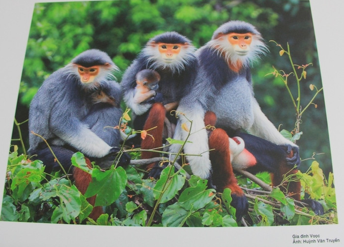 Gia đình Voọc (Biểu tượng mới của Đà Nẵng). Ảnh: Văn Truyền Gia đình Voọc (Biểu tượng mới của Đà Nẵng). Ảnh: Văn Truyền