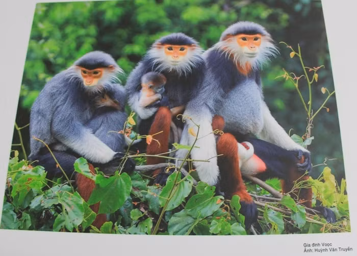 Gia đình Voọc (Biểu tượng mới của Đà Nẵng). Ảnh: Văn Truyền