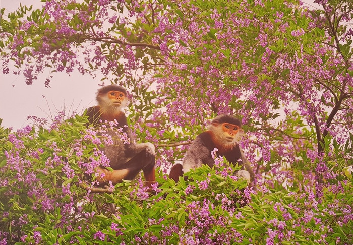 Đây cũng là hoạt động kỷ niệm 20 năm Đà Nẵng trực thuộc TW và tuyên truyên nâng cao nhận thức cộng đồng về việc bảo vệ môi trương sinh thái tại bán đảo Sơn Trà Đây cũng là hoạt động kỷ niệm 20 năm Đà Nẵng trực thuộc TW và tuyên truyên nâng cao nhận thức cộng đồng về việc bảo vệ môi trương sinh thái tại bán đảo Sơn Trà