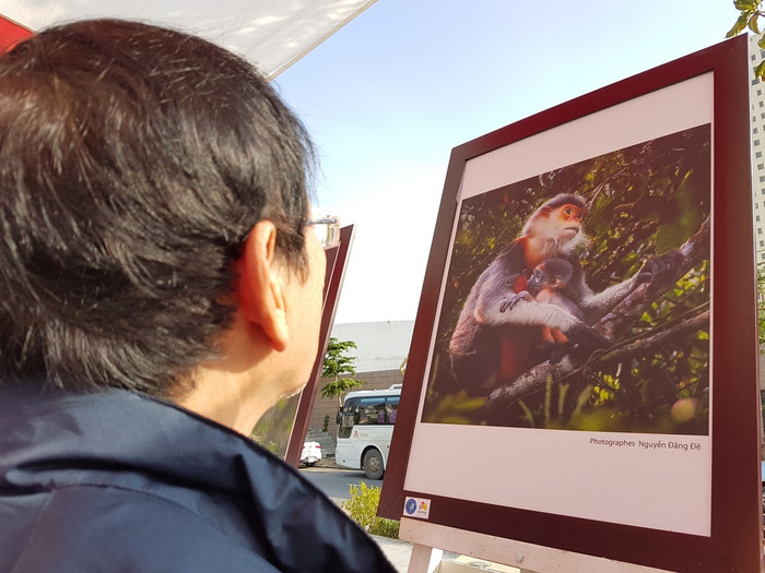 Voọc chà vá chân nâu là loài linh trưởng đặc hữu của khu vực Đông Dương gồm Lào và Việt Nam, có khả năng có ở Campuchia. Với bộ lông đặc trưng 5 màu nổi bật, loài vật này được mọi người gọi là Voọc ngũ sắc và tôn vinh là “nữ hoàng” của các loài linh trưởng Voọc chà vá chân nâu là loài linh trưởng đặc hữu của khu vực Đông Dương gồm Lào và Việt Nam, có khả năng có ở Campuchia. Với bộ lông đặc trưng 5 màu nổi bật, loài vật này được mọi người gọi là Voọc ngũ sắc và tôn vinh là “nữ hoàng” của các loài linh trưởng