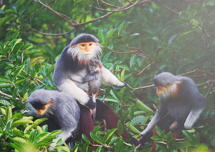 Nằm cách trung tâm thành phố 10 km về phía Đông-Bắc, bán đảo Sơn Trà với độ cao 693m so với mực nước biển; giống hình một cây nấm, đầu nấm là núi Sơn Trà và thân nấm là bãi cát bồi, lắng đọng, tạo nên những bãi cát vàng đẹp đẽ, trong lành. Ngoài loài Vọoc quý hiếm, còn có rất nhiều loài quý hiếm khác sinh sống trên bán đảo Sơn Trà... Nằm cách trung tâm thành phố 10 km về phía Đông-Bắc, bán đảo Sơn Trà với độ cao 693m so với mực nước biển; giống hình một cây nấm, đầu nấm là núi Sơn Trà và thân nấm là bãi cát bồi, lắng đọng, tạo nên những bãi cát vàng đẹp đẽ, trong lành. Ngoài loài Vọoc quý hiếm, còn có rất nhiều loài quý hiếm khác sinh sống trên bán đảo Sơn Trà...