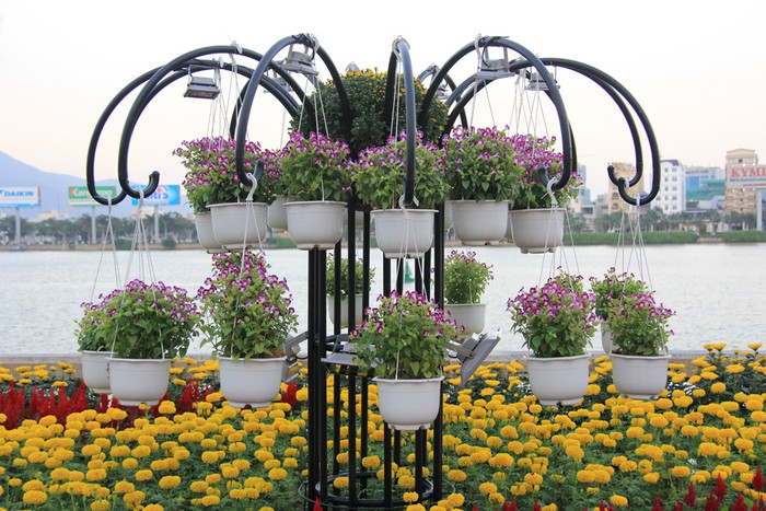 Những giỏ hoa treo thơ mộng bên sông Hàn...