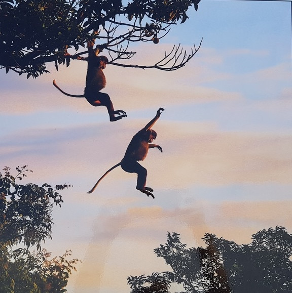 Loài này cũng được xếp vào nhóm các loài nguy cấp được ưu tiên bảo tồn. Ở Việt Nam, Voọc chà vá chân nâu sinh sống từ Nghệ An đến Kon Tum trong các khu rừng nguyên sinh. Quần thể lớn nhất được ghi nhận tại Vườn Quốc Gia Phong Nha – Kẻ Bàng, Quảng Bình Loài này cũng được xếp vào nhóm các loài nguy cấp được ưu tiên bảo tồn. Ở Việt Nam, Voọc chà vá chân nâu sinh sống từ Nghệ An đến Kon Tum trong các khu rừng nguyên sinh. Quần thể lớn nhất được ghi nhận tại Vườn Quốc Gia Phong Nha – Kẻ Bàng, Quảng Bình