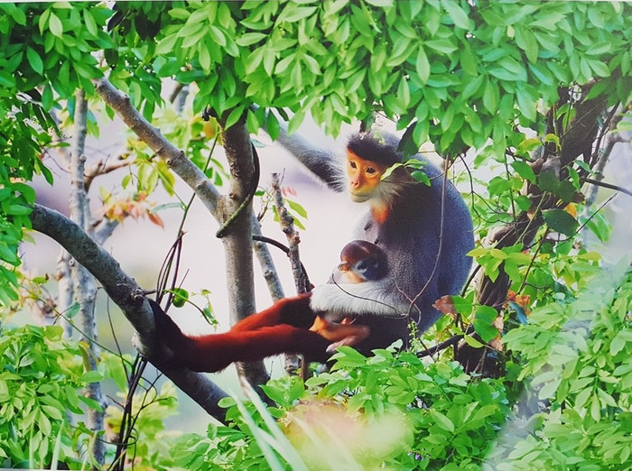 Tuy nhiên, hiện sự sống của Voọc bị đe dọa nghiêm trọng vì bị mất và chia cắt sinh cảnh sống cũng như một số hoạt động du lịch không thân thiện với môi trường cũng như việc chặt phá rừng chưa được kiểm soát Tuy nhiên, hiện sự sống của Voọc bị đe dọa nghiêm trọng vì bị mất và chia cắt sinh cảnh sống cũng như một số hoạt động du lịch không thân thiện với môi trường cũng như việc chặt phá rừng chưa được kiểm soát