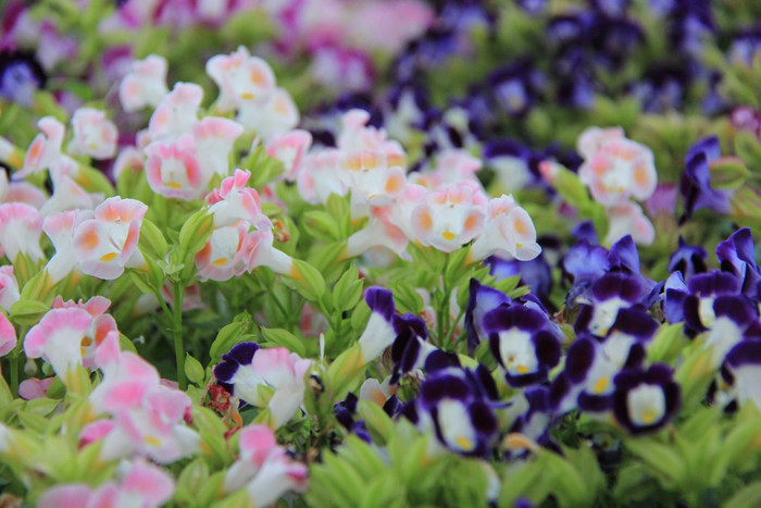 Hoa xuân khoe sắc trong tiết trời nắng ấm