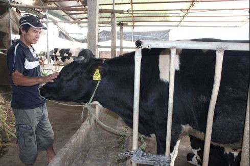 Ảnh minh họa bài viết Nông dân Ba Vì (Hà Nội) nuốt nước mắt bán đàn bò sữa, trên báo An ninh Thủ đô. Ảnh minh họa bài viết Nông dân Ba Vì (Hà Nội) nuốt nước mắt bán đàn bò sữa, trên báo An ninh Thủ đô.