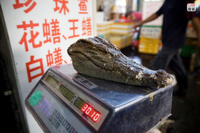 Đầu cá sấu sau khi chặt rời được đưa lên bàn cân