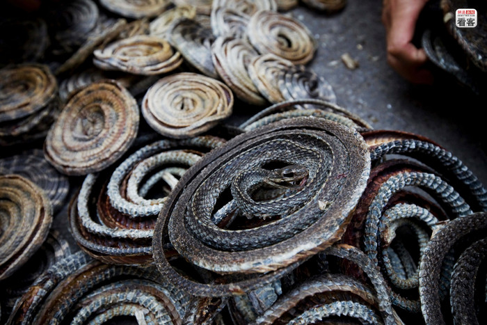 Rắn khô các loại