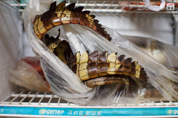 Đuôi cá sấu, ước tính mỗi năm dân nhậu Quảng Đông, Trung Quốc ăn hơn 10 vạn con cá sấu