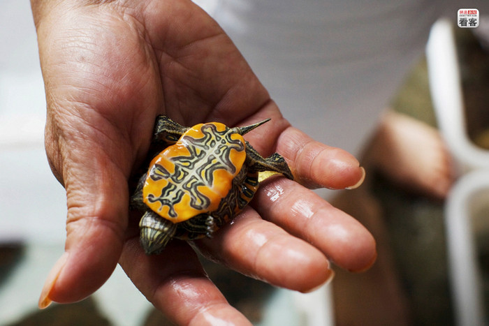 Rùa cũng không tha