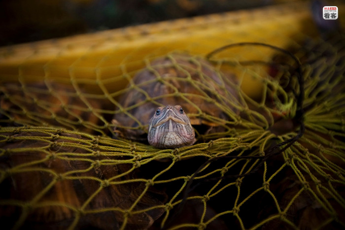 Rùa tai đỏ không may bị bắt để bán cho nhà hàng đặc sản