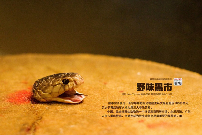 Rắn, rùa, cá sấu, ba ba trở thành đặc sản trên bàn nhậu