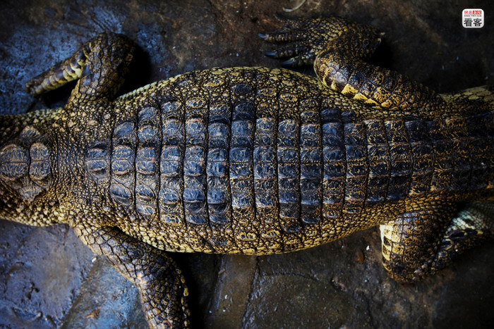 Chú cá sấu sắp lên bàn nhậu