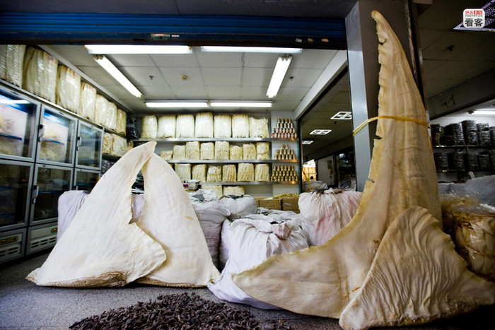 Vây cá, một trong những món sơn hào hải vị phục vụ cánh đại gia