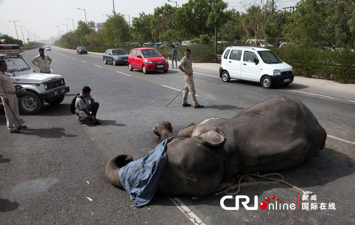 Người dân địa phương canh chừng xác con voi Người dân địa phương canh chừng xác con voi