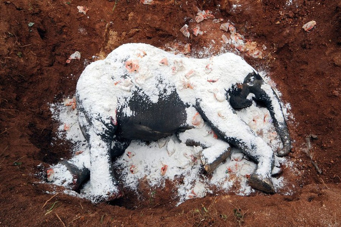 Vôi bột được rắc để giữ vệ sinh Vôi bột được rắc để giữ vệ sinh