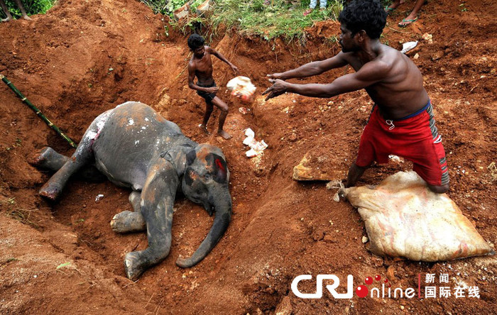 Người dân địa phương tổ chức mai táng cho chú voi xấu số Người dân địa phương tổ chức mai táng cho chú voi xấu số