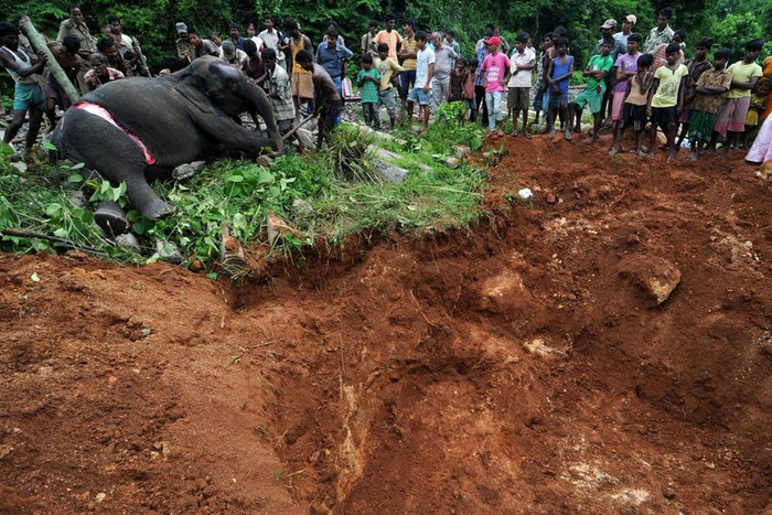 Chú voi đã tử vong khi băng qua đường ray bị tàu hỏa đâm vào Chú voi đã tử vong khi băng qua đường ray bị tàu hỏa đâm vào