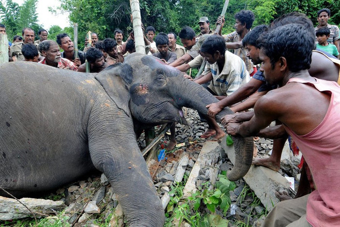 Mỗi người một tay di chuyển con voi xuống huyệt Mỗi người một tay di chuyển con voi xuống huyệt