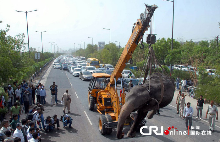 Dùng cần cẩu để đưa chú voi đi chôn cất Dùng cần cẩu để đưa chú voi đi chôn cất