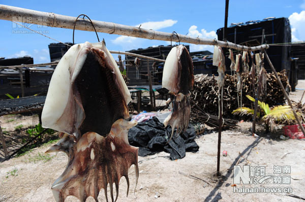 Sản vật Biển Đông bị ngư dân Trung Quốc vơ vét Sản vật Biển Đông bị ngư dân Trung Quốc vơ vét