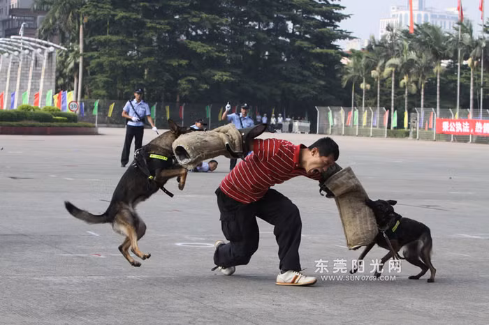 Không thể chạy thoát
