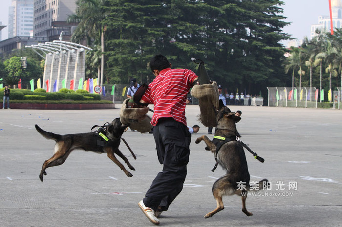 Những tình huống diễn tập sát thực tế, "cảnh khuyển" phát huy tối đa những kỹ năng đã được huấn luyện Những tình huống diễn tập sát thực tế, "cảnh khuyển" phát huy tối đa những kỹ năng đã được huấn luyện