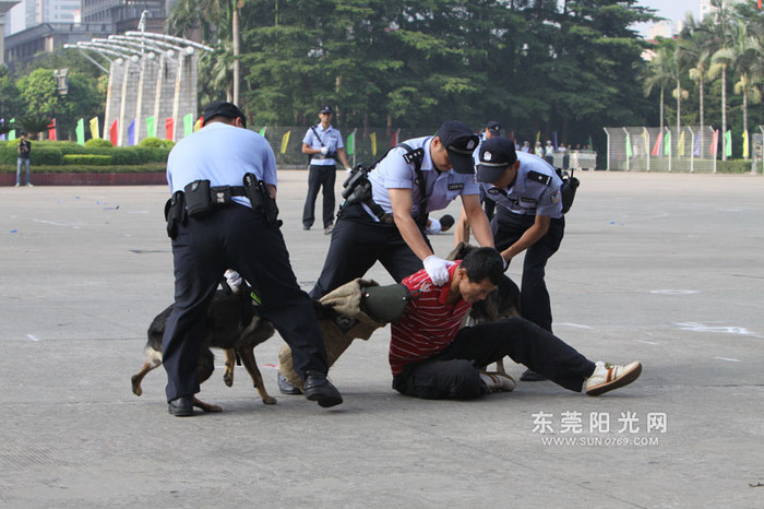 Cảnh sát làm nhiệm vụ "xử lý chiến trường" sau khi chó nghiệp vụ đã hạ gục các đối tượng Cảnh sát làm nhiệm vụ "xử lý chiến trường" sau khi chó nghiệp vụ đã hạ gục các đối tượng