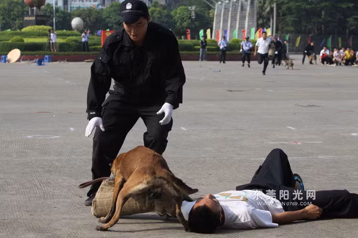 "Cảnh khuyển" tham gia hạ "mục tiêu"