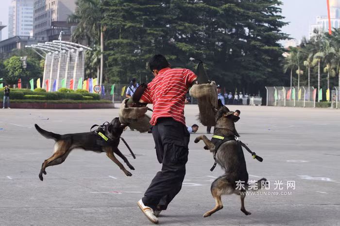 Những tình huống diễn tập sát thực tế, "cảnh khuyển" phát huy tối đa những kỹ năng đã được huấn luyện