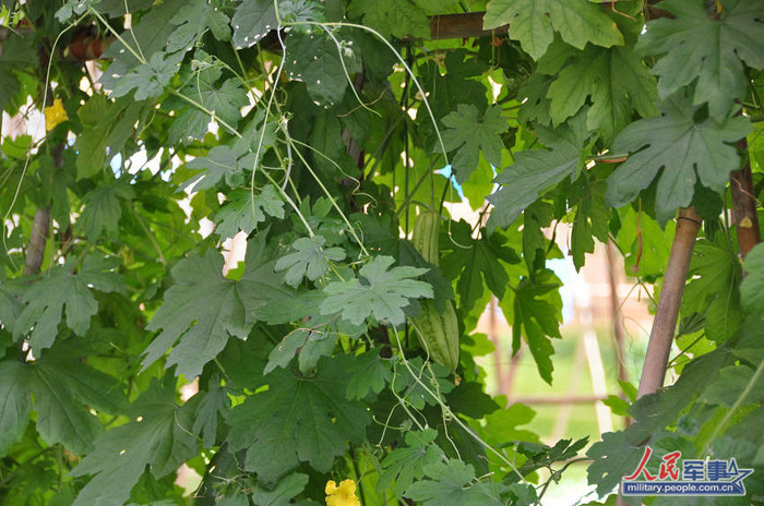 Quân Trung Quốc trồng rau, tăng gia thêm trên Đá Chữ Thập chiếm đóng trái phép