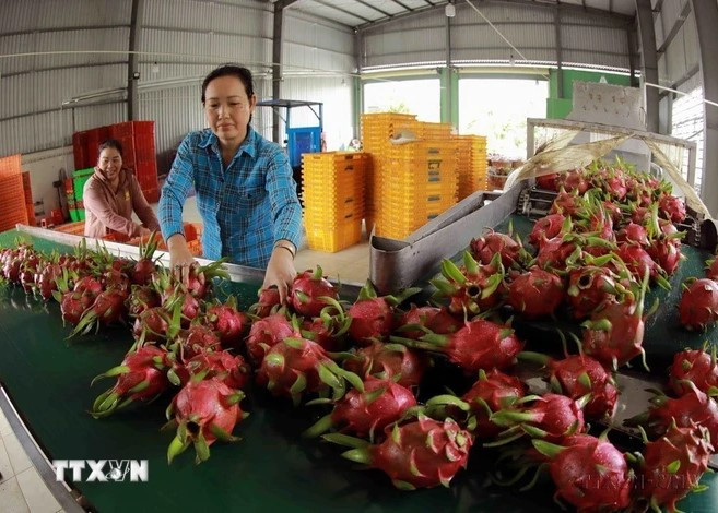 Quả thanh long của tỉnh Long An đáp ứng yêu cầu thị trường trong nước và được xuất khẩu chính ngạch sang thị trường Trung Quốc. (Ảnh: Vũ Sinh/TTXVN) Screenshot 2024-08-16 163605.jpg