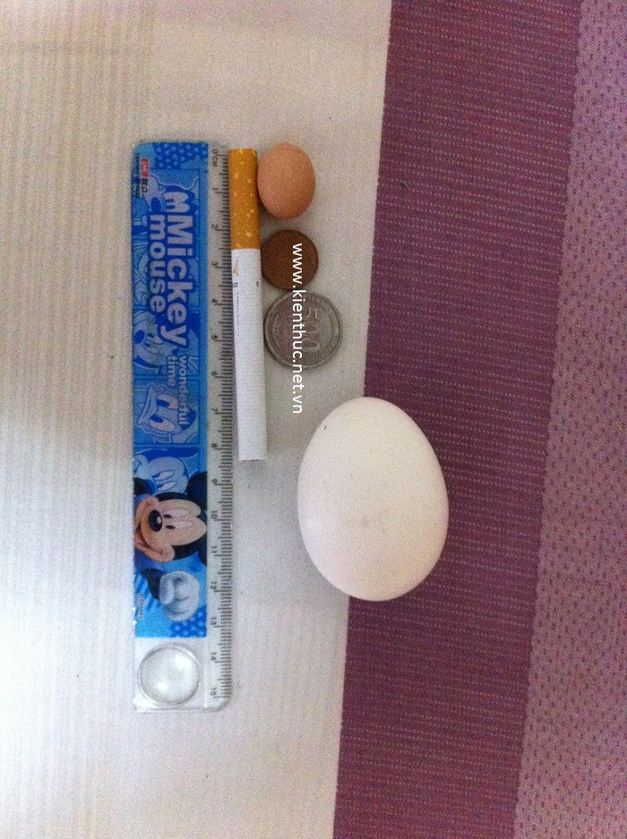 Quả trứng gà bé hơn đồng xu