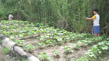 Nông dân ĐBSCL thường xuyên phải đối mặt với các loại vật tư nông nghiệm dỏm trên thị trường. Ảnh: T.P Nông dân ĐBSCL thường xuyên phải đối mặt với các loại vật tư nông nghiệm dỏm trên thị trường. Ảnh: T.P